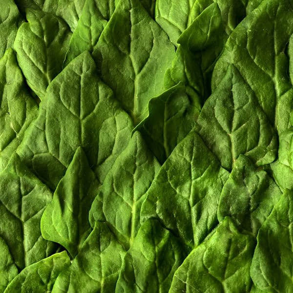 Fresh spinach leaves