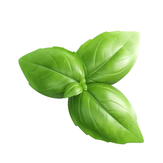 fresh basil